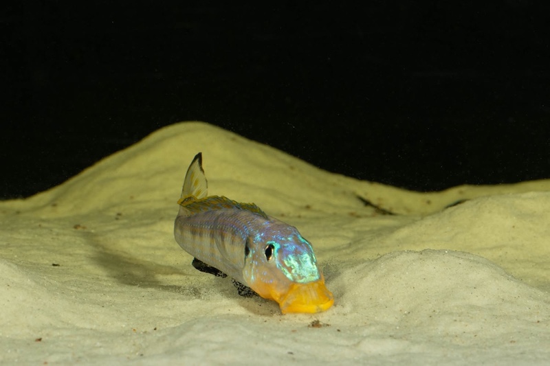 Enantiopus sp. 'kilesa'